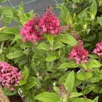 Budleja Dávidova (Buddleja Davidii) ‘LITTLE RUBY BUTTERFLY CANDY’® - výška 20-30 cm, kont. C2L